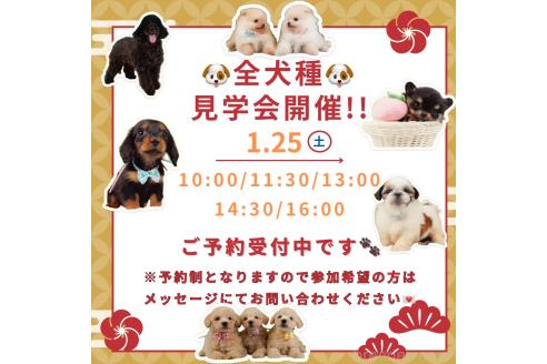 成約済の神奈川県のマルチーズ-361281の3枚目